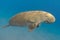 Dugong dugon seacow or sea cow swimming in the tropical sea wa