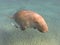 Dugong dugon seacow or sea cow swimming in the tropical sea wa