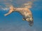 Dugong dugon seacow or sea cow swimming in the tropical sea wa