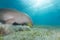 Dugong (dugong dugon) or seacow in the Red Sea.