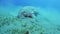 Dugong eating grass on sea bottom, Red sea, Egypt