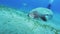 Dugong eating grass on sea bottom, Red sea, Egypt