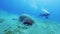 Dugong eating grass on sea bottom, Red sea, Egypt