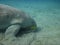 Dugong eating on the sea bottom