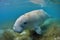 Dugong - Indian Ocean and western Pacific Ocean