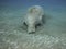 Dugong on the sea bottom