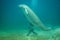 Dugong or Sea Cow surfacing in the Red Sea