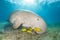 Dugong in a sea grass meadow surrounded by yellow pilot fish