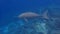 Dugong sirenia marine mammal on an indonesian reef