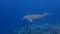 Dugong sirenia marine mammal on an indonesian reef