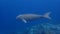 Dugong sirenia marine mammal on an indonesian reef