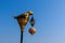 Dugong statue on electricity post