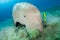 Dugong surrounded by yellow pilot fish