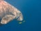 Dugong swimming in the sea