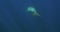 Dugong Swimming Underwater
