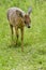 Duiker antelope