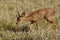 Duiker antelope walking through dry grass