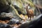 duiker cautiously navigating rocky terrain