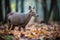 duiker grazing on leaves in forest clearing