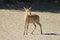 Duiker Ram - Wildlife from Africa - Rare Species of the Wild