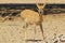 Duiker Ram - Wildlife Background from Africa - Cute little antelope
