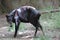 Duiker, Yellow-backed (Cephalophus silvicultor)