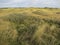 Duinen op Vlieland, Dunes at Vlieland