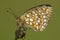 Duinparelmoervlinder, Niobe Fritillary, Argynnis niobe