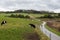 Duisburg, Flemish Brabant Region - Belgium : Man driving a bike on a hilly mud road through the meadows with grazing