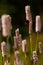 Duizendknoop, Fleece Flower, Persicaria affinis