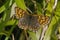 Duke Of Burgundy Fritillary butterfly