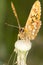 Duke of Burgundy (Hamearis lucina) butterfly