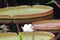 Duke Garden Lily Pads