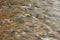 Dulas Brook running through Ewyas Harold in Autumn in Herefordshire