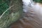 Dulas Brook running through Ewyas Harold in Autumn in Herefordshire