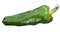 Dulce Espana sweet green pepper, paths