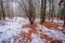 Dull and depressive winter forest landscape