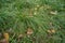 Dull grass with yellow leaves