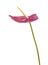 Dull magenta Anthurium