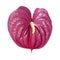 Dull magenta Anthurium