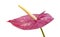 Dull magenta Anthurium