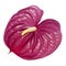 Dull magenta Anthurium