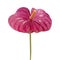 Dull magenta Anthurium