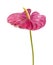 Dull magenta Anthurium