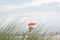 The dull view of the beach and lifeguard through the grass