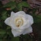 Dull white rose in morning