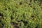 Dull yellow flowers of bur buttercup