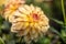 Dully orange colored dahlia  in autumn in Botanical garden. Blur background. Middle of bud is dark orange