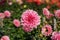 Dully rose colored dahlia and buds in autumn in Botanical garden. Blur background