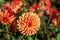 Dully white orange colored  dahlia close-up.2020.October